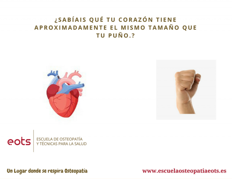 El Corazón Mide La Mitad Del Puño Verdadero O Falso