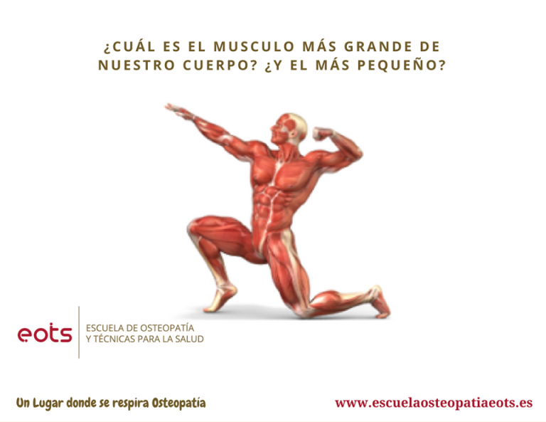 ¿Cual es el musculo mas grande de nuestro cuerpo? ¿Y el mas pequeño